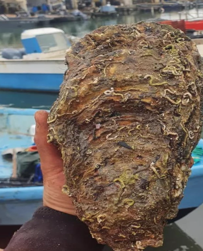 dunyanin en buyuk istiridyesini avladi